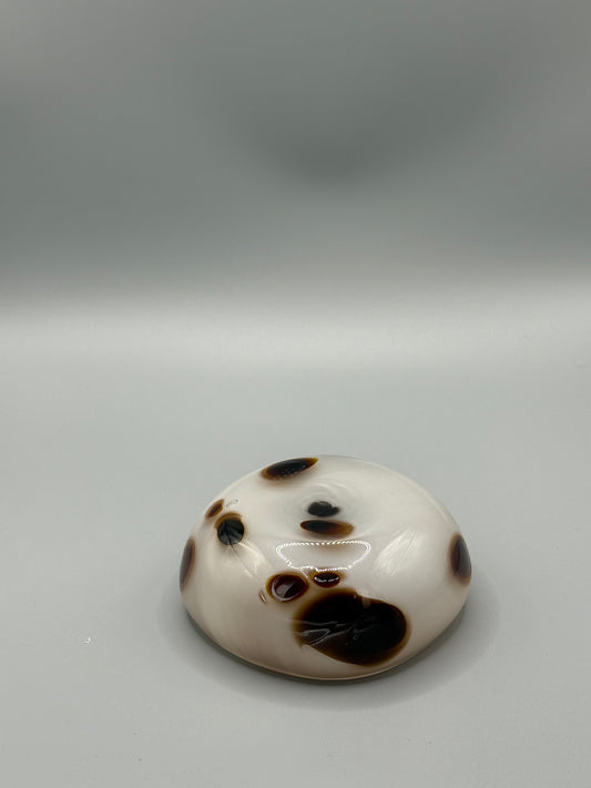 Bargain Bay Appaloosa Mezcal Mustang Coupe 2