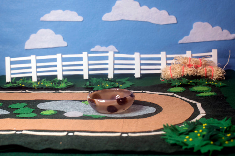 Appaloosa Mezcal Mustang Coupe