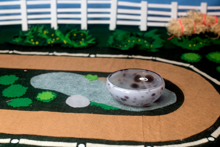 Appaloosa Mezcal Mustang Coupe