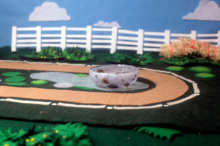 Appaloosa Mezcal Mustang Coupe