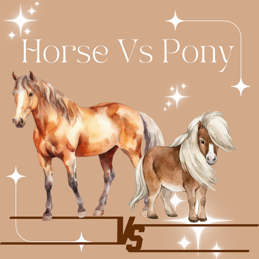 Horse Girl Facts: Horse Vs. Pony What's the Difference?